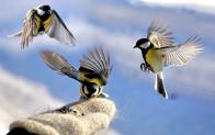 Kāda ir labākā barība putniem ziemā?