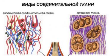 Одноклеточные и многоклеточные организмы